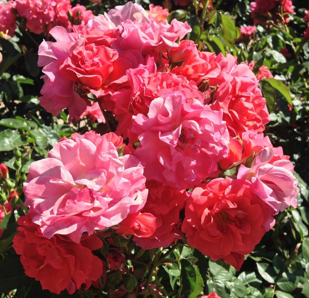 Photo of Floribunda Rose (Rosa 'Cinco de Mayo') uploaded by HamiltonSquare