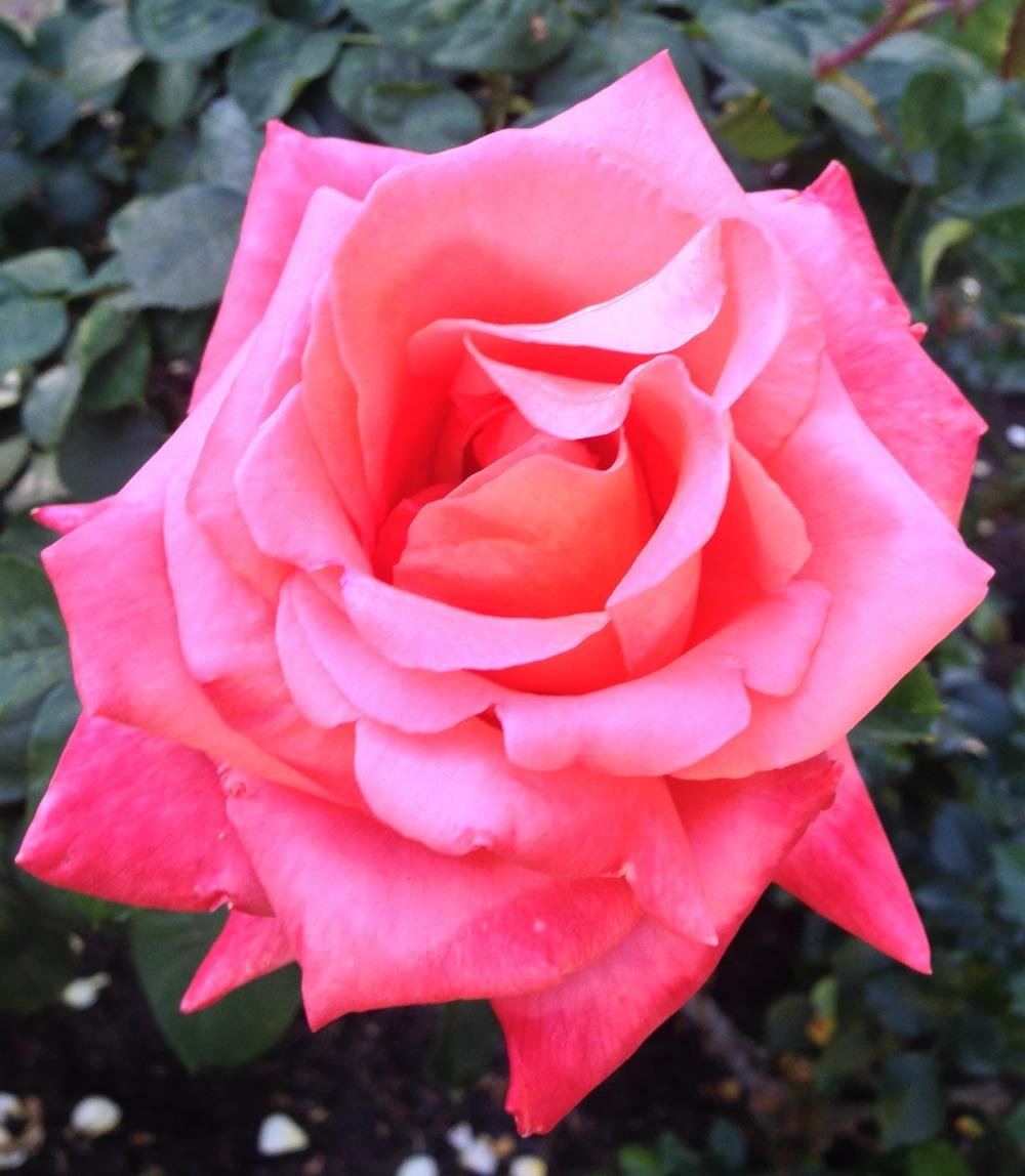 Photo of Rose (Rosa 'Cary Grant') uploaded by HamiltonSquare