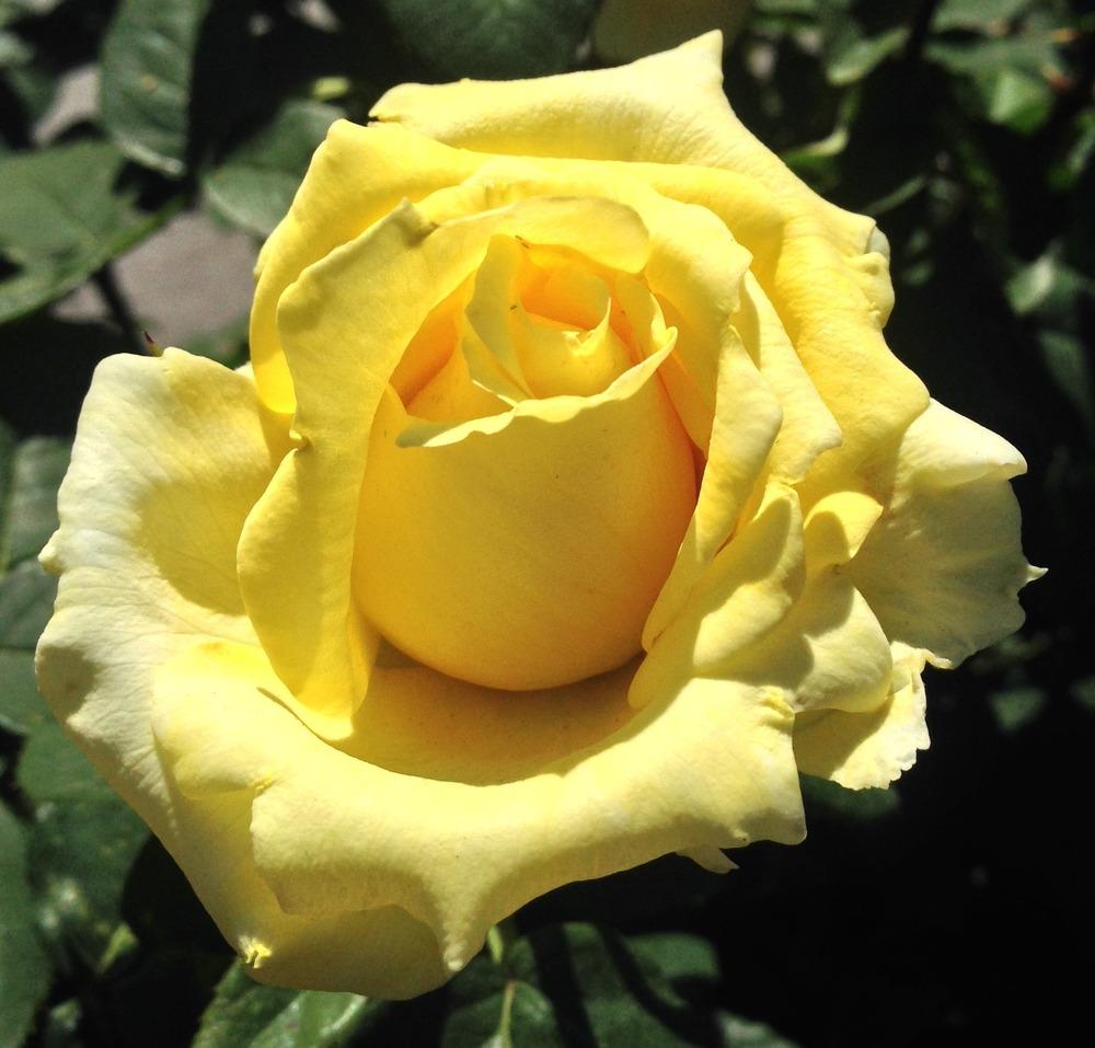 Photo of Rose (Rosa 'Mellow Yellow') uploaded by HamiltonSquare