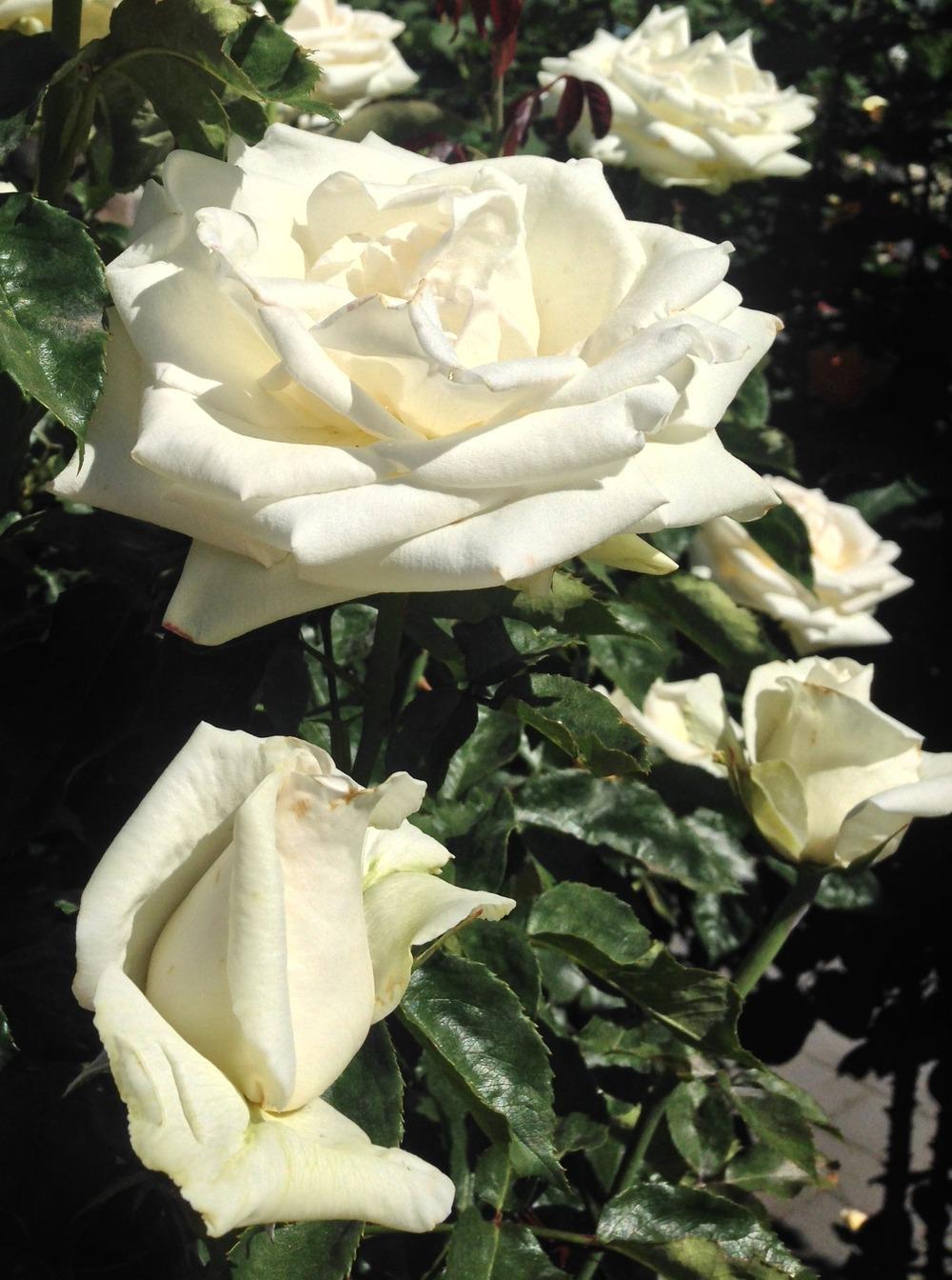 Photo of Rose (Rosa 'Whisper') uploaded by HamiltonSquare