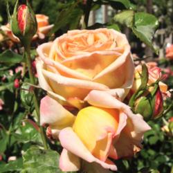 Location: Sacramento State Capitol World Peace Rose Garden
Date: 2014-04-17