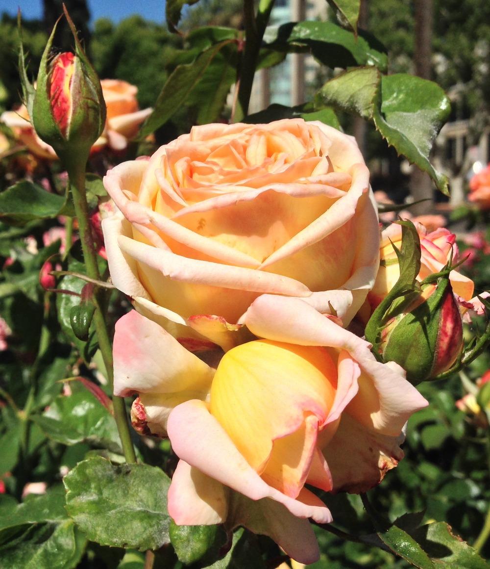 Photo of Rose (Rosa 'Glowing Peace') uploaded by HamiltonSquare