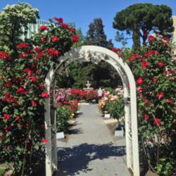 Location: Sacramento State Capitol World Peace Rose Garden
Date: 2014-04-17
'Altissimo' on the arbor.