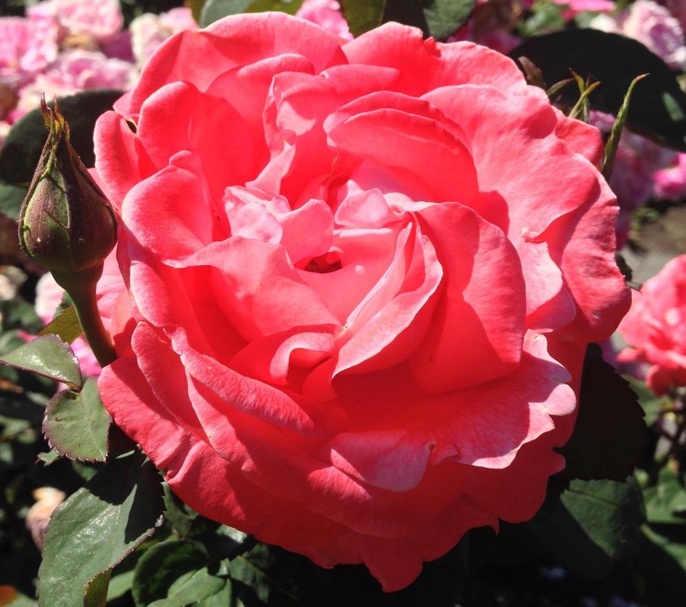 Photo of Rose (Rosa 'Artistry') uploaded by HamiltonSquare