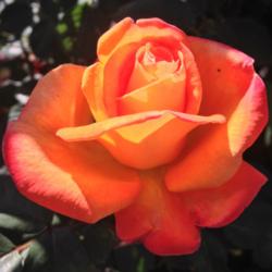 Location: California State Capitol World Peace Rose Garden
Date: 2014-04-17