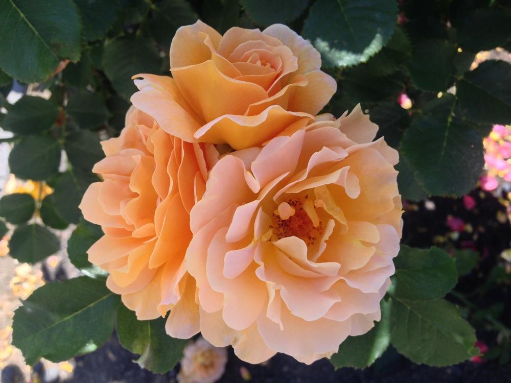 Photo of Rose (Rosa 'Honey Perfume') uploaded by HamiltonSquare