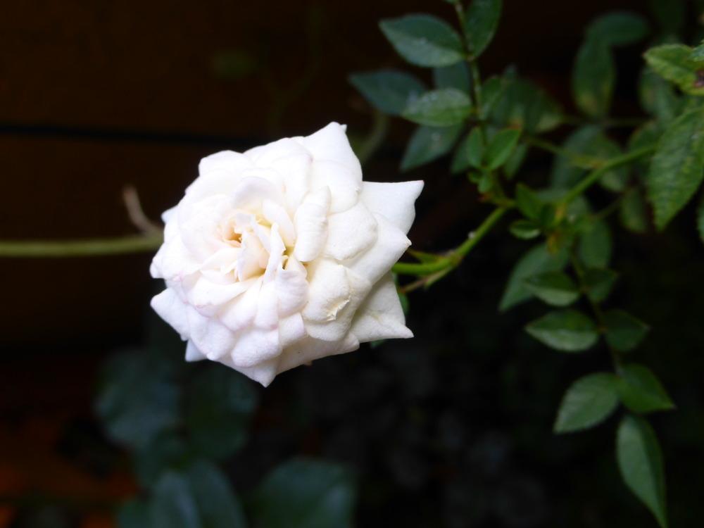 Photo of Rose (Rosa 'Si') uploaded by JulieB