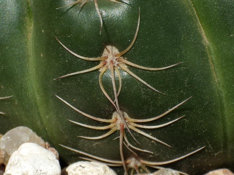 Photo of Green Tomato Cactus (Parodia crassigibba) uploaded by Justin