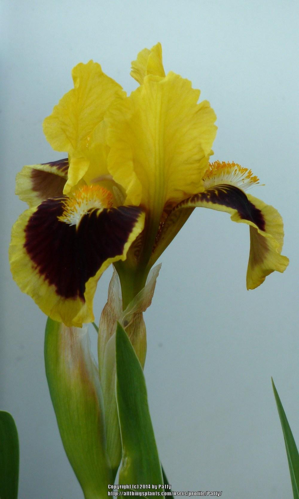 Photo of Standard Dwarf Bearded Iris (Iris 'Ultimate') uploaded by Patty