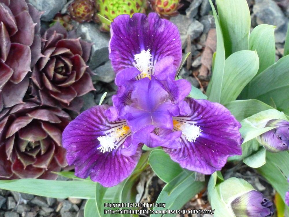 Photo of Miniature Dwarf Bearded Iris (Iris 'Wise') uploaded by Patty