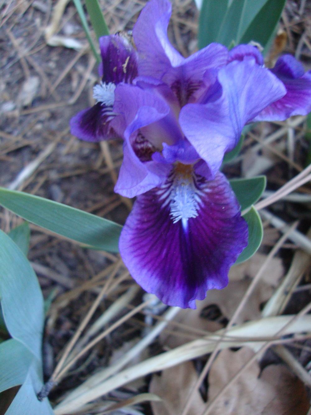 Photo of Standard Dwarf Bearded Iris (Iris 'Well Suited') uploaded by Paul2032