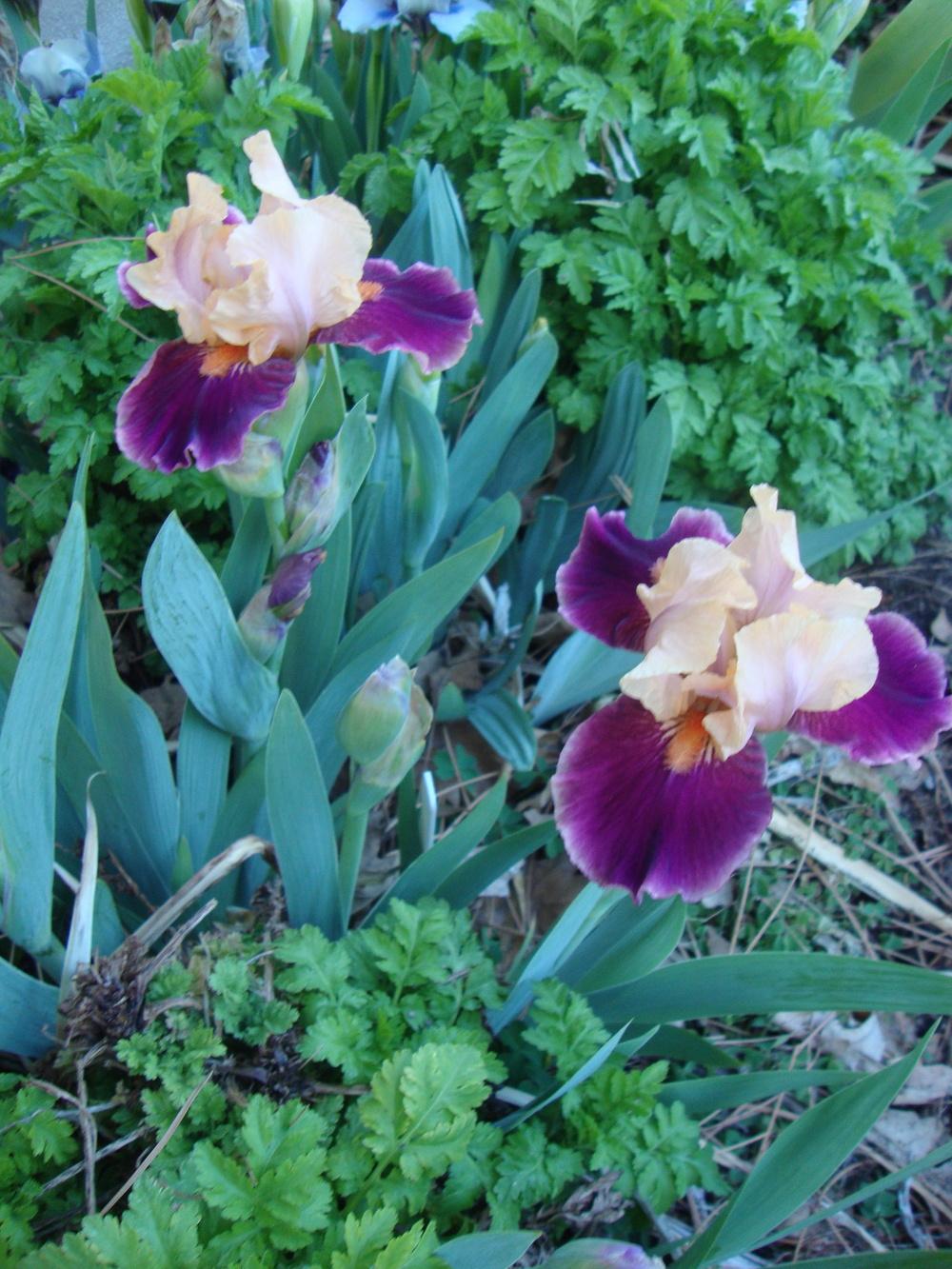 Photo of Intermediate Bearded Iris (Iris 'Blast') uploaded by Paul2032