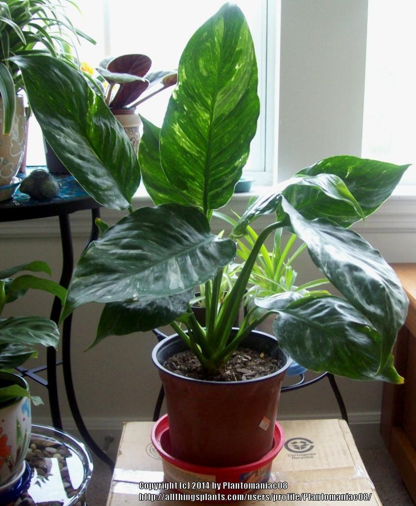 Photo of Peace Lily (Spathiphyllum 'Domino') uploaded by Plantomaniac08