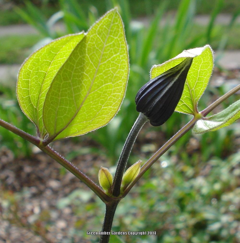 Photo of Clematis 'Roguchi' uploaded by lovemyhouse