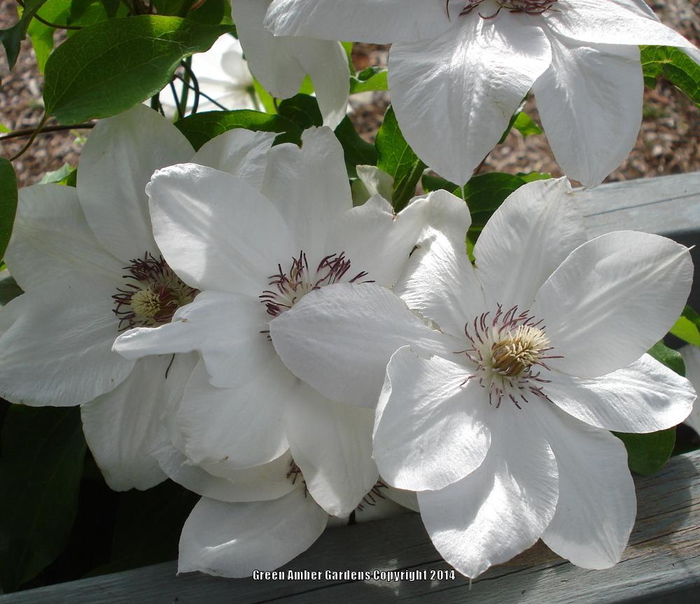 Photo of Clematis 'Miss Bateman' uploaded by lovemyhouse