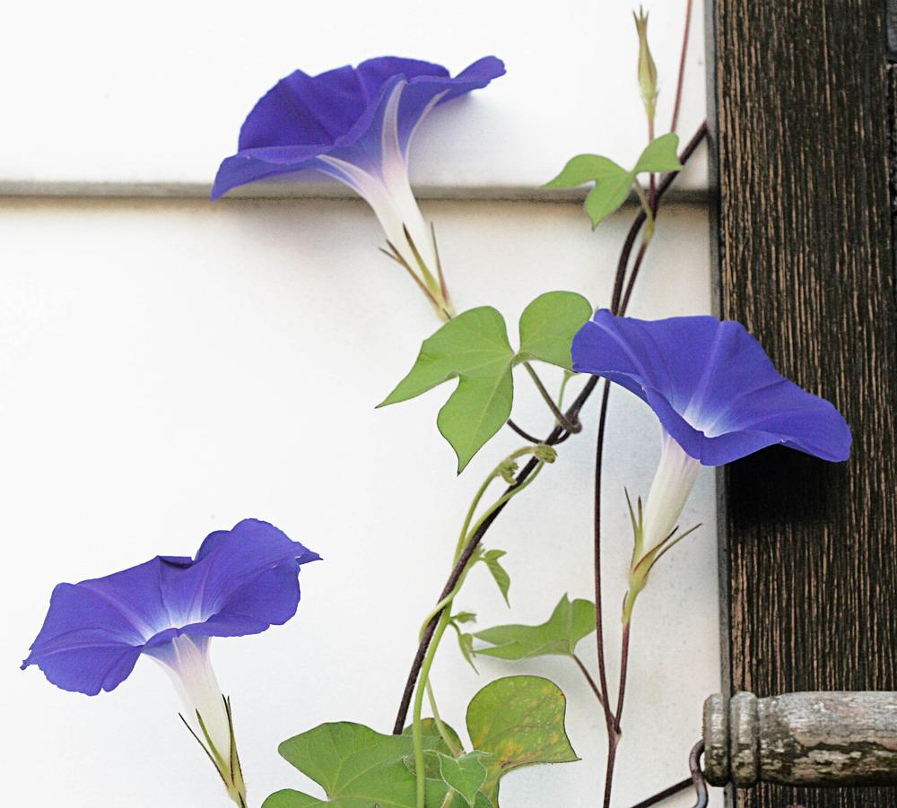 Photo of Morning Glory (Ipomoea 'Early Call Mixed') uploaded by luvsgrtdanes