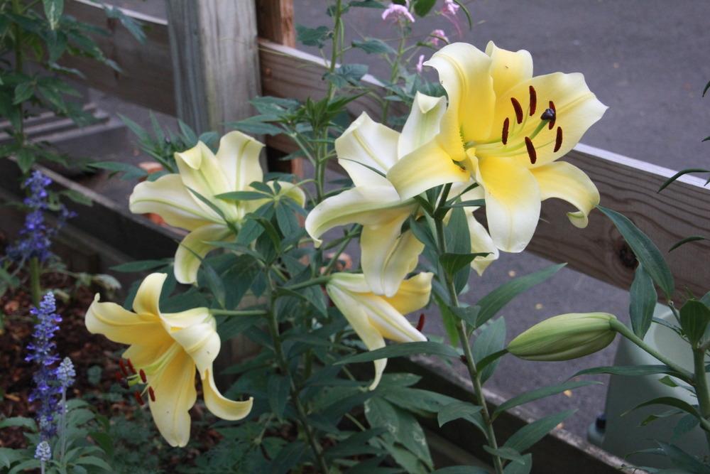 Photo of Lily (Lilium 'Conca d'Or') uploaded by luvsgrtdanes