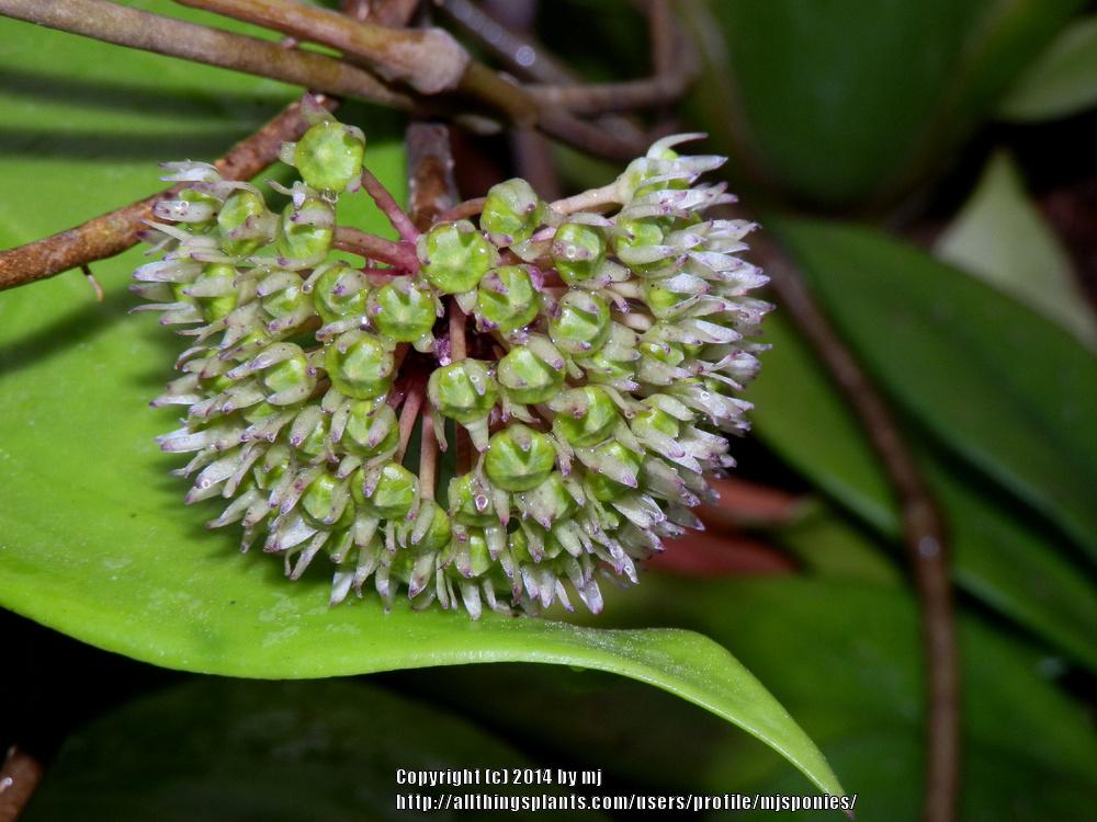 Photo of Wax Plant (Hoya rigida) uploaded by mjsponies