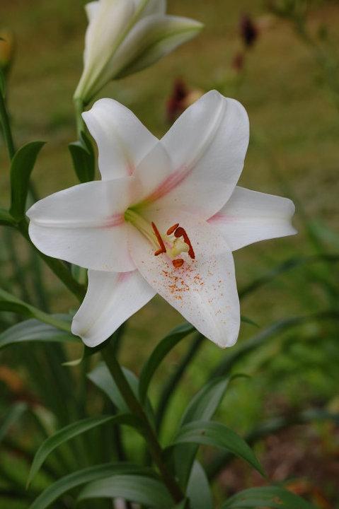 Photo of Lily (Lilium 'Long Island') uploaded by pixie62560