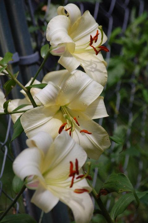 Photo of Lily (Lilium 'Boogie Woogie') uploaded by pixie62560