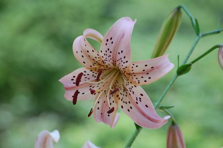 Photo of Lily (Lilium 'Tiger Rose') uploaded by pixie62560