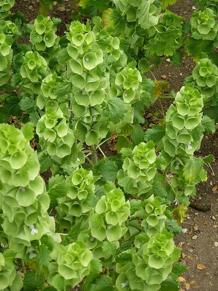 Photo of Bells of Ireland (Moluccella laevis) uploaded by robertduval14
