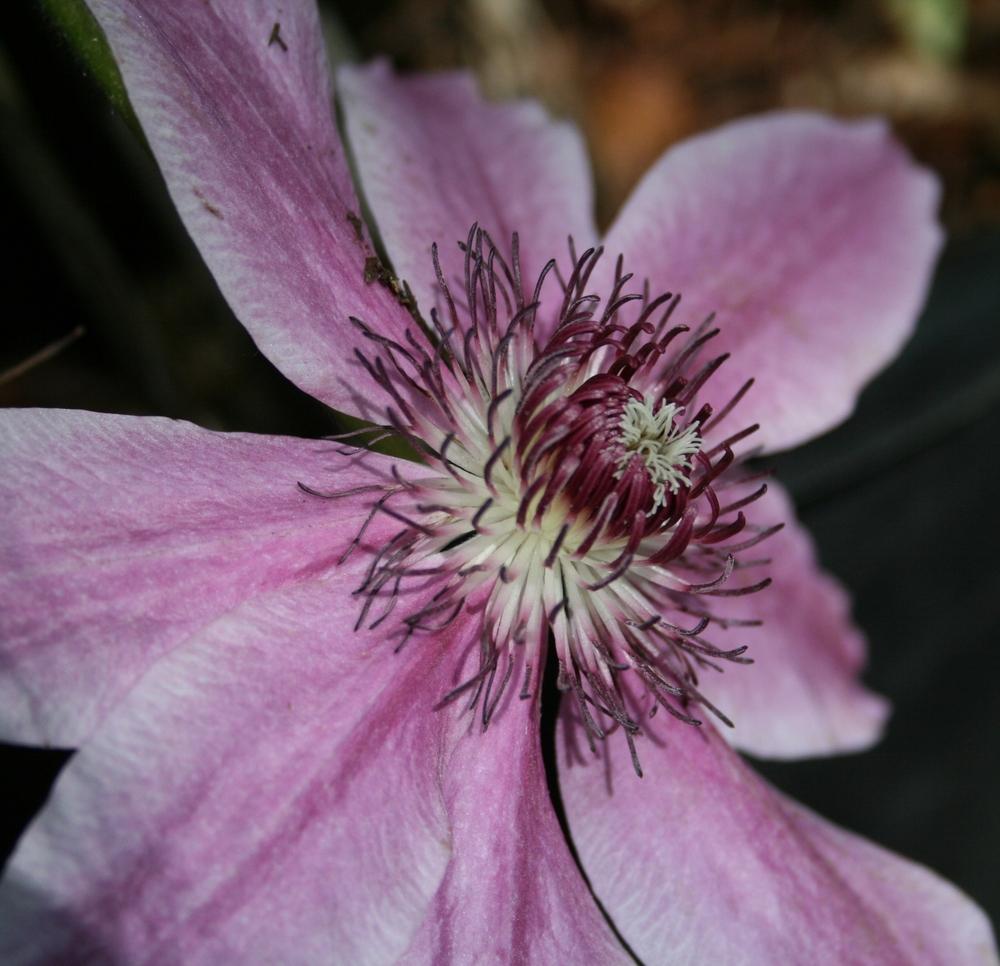 Photo of Clematis 'Lincoln Star' uploaded by Calif_Sue