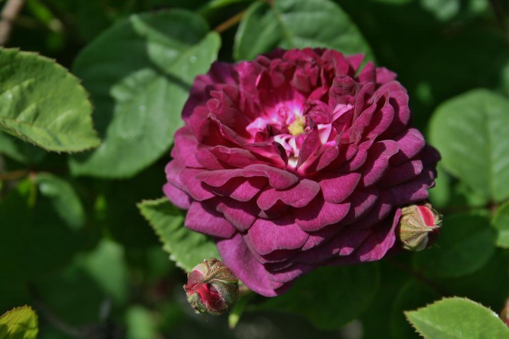 Photo of Rose (Rosa 'Cardinal de Richelieu') uploaded by Calif_Sue