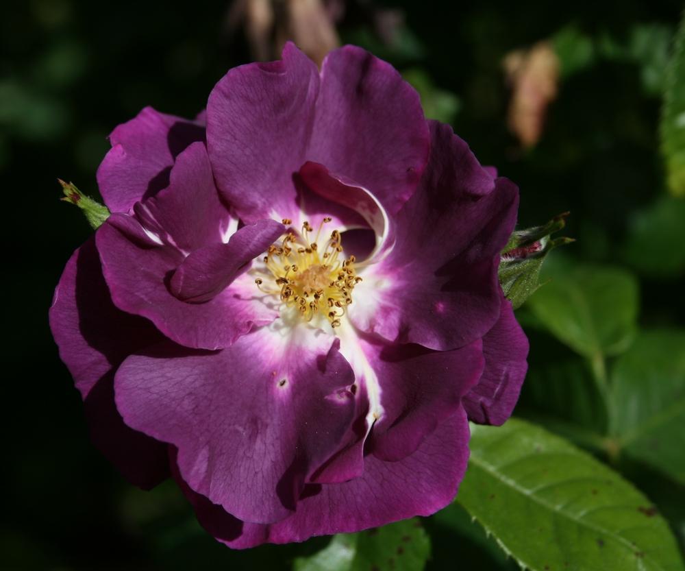 Photo of Rose (Rosa 'Rhapsody in Blue') uploaded by Calif_Sue