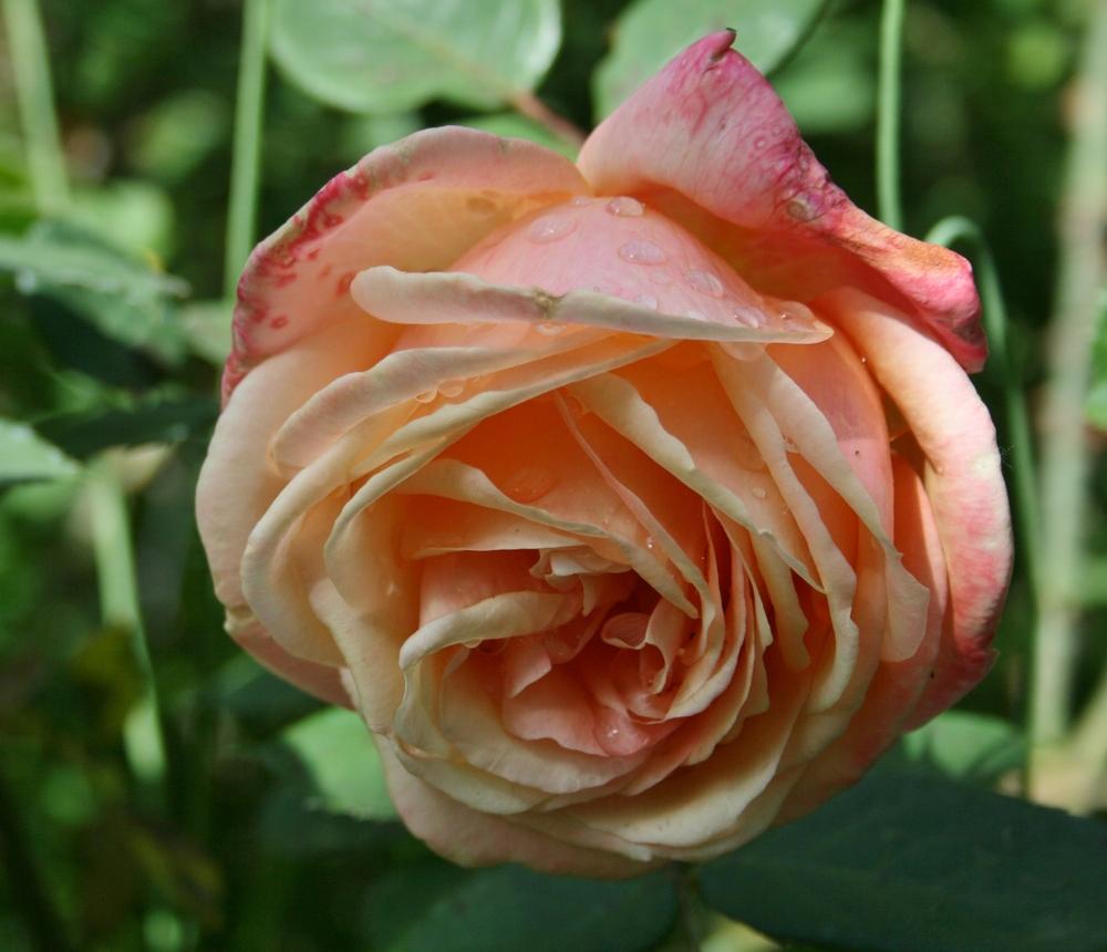 Photo of Rose (Rosa 'Summer Samba') uploaded by Calif_Sue