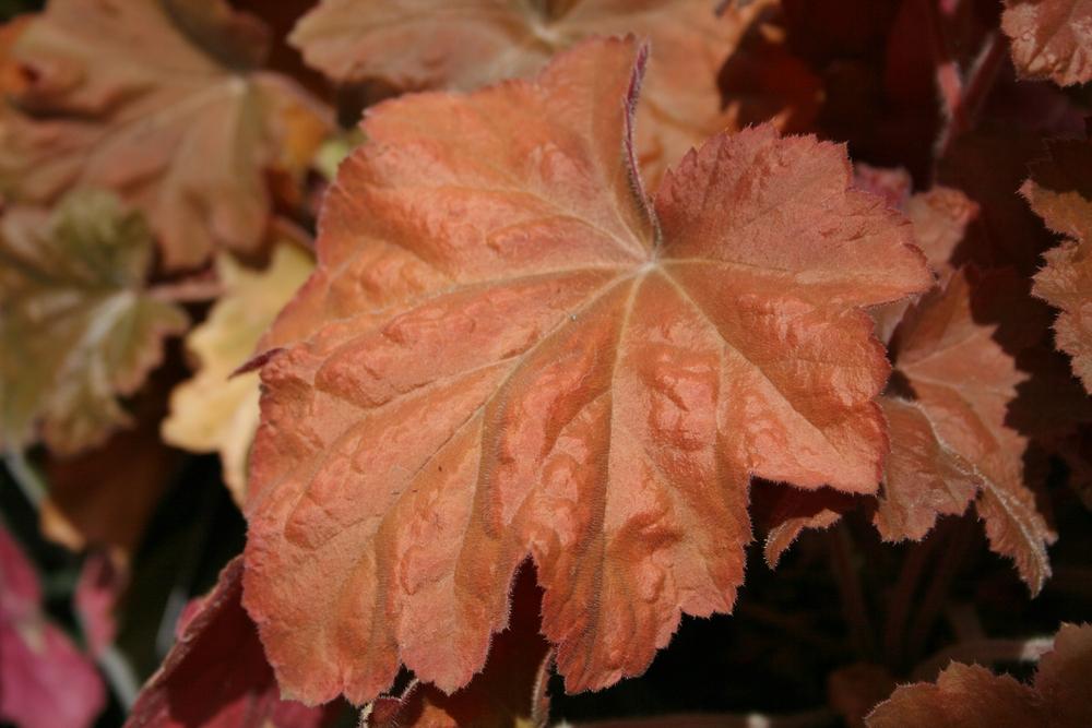 Photo of Coral Bells (Heuchera 'Southern Comfort') uploaded by Calif_Sue