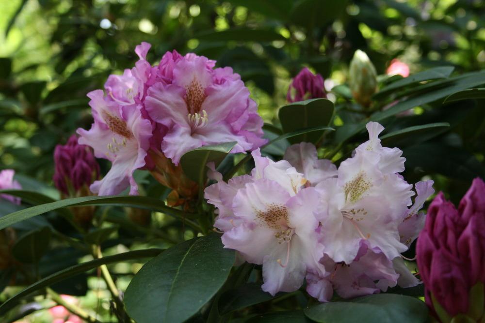 Photo of Rhododendron 'Ernest Inman' uploaded by Calif_Sue