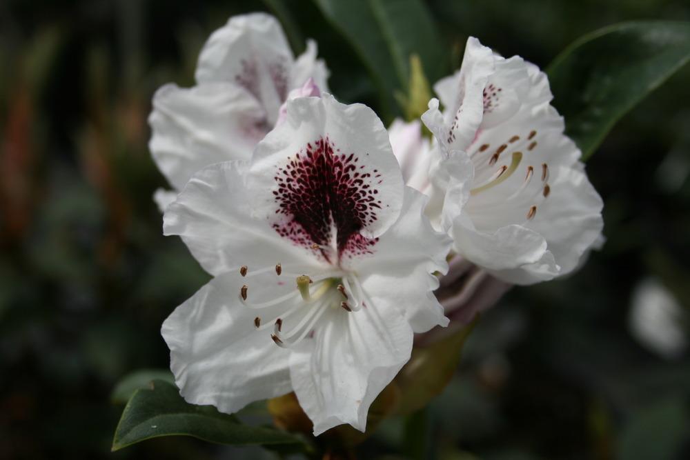 Photo of Rhododendron 'Sappho' uploaded by Calif_Sue