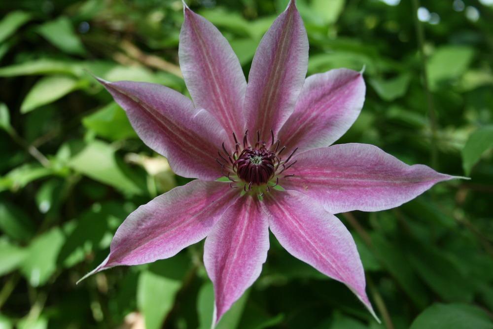 Photo of Clematis 'Lincoln Star' uploaded by Calif_Sue