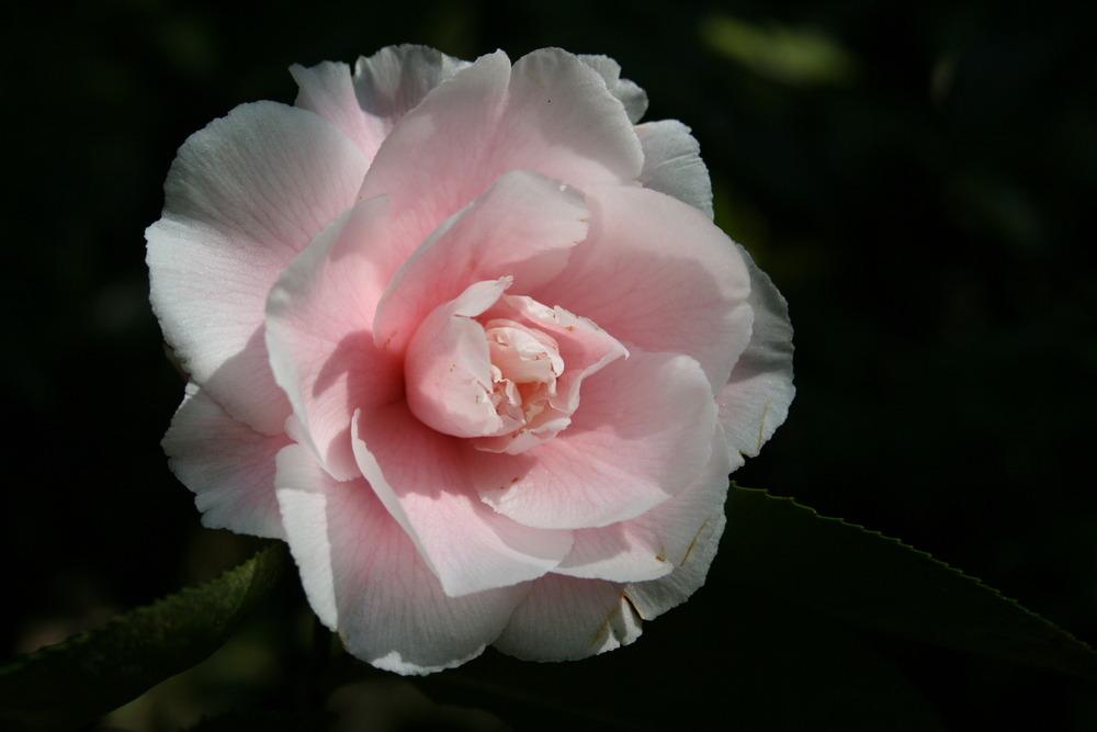 Photo of Camellias (Camellia) uploaded by Calif_Sue