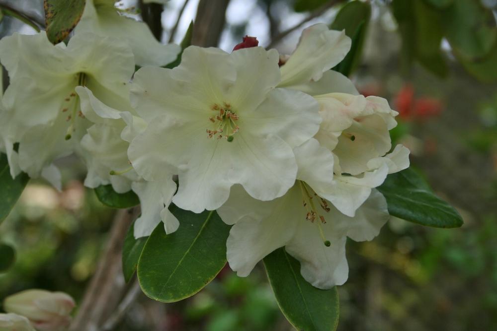 Photo of Rhododendron 'Carolyn Grace' uploaded by Calif_Sue