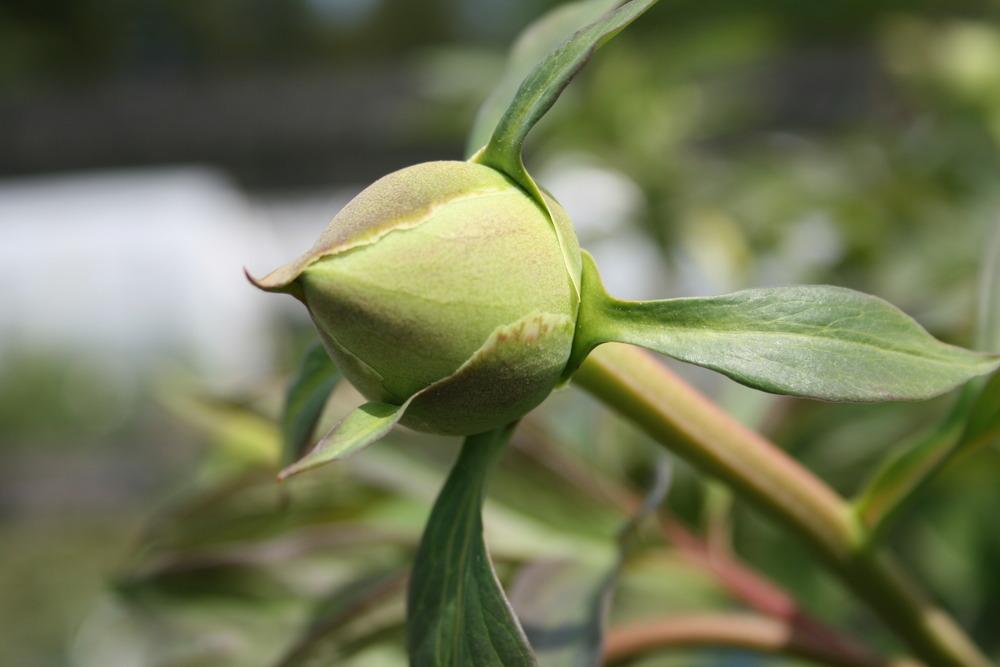 Photo of Intersectional Peony (Paeonia Yumi™) uploaded by Calif_Sue