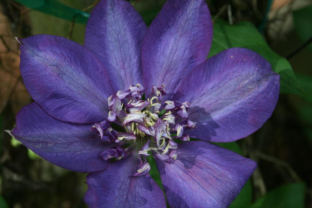 Photo of Clematis 'Royalty' uploaded by Calif_Sue