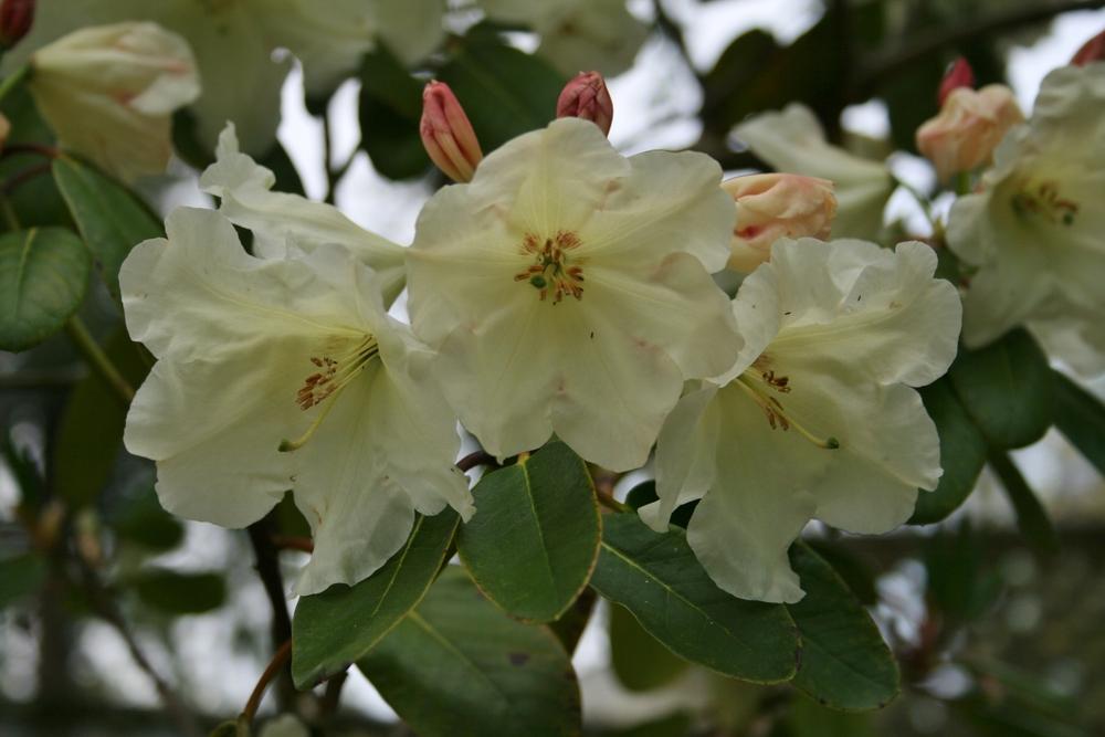 Photo of Rhododendron 'Carolyn Grace' uploaded by Calif_Sue