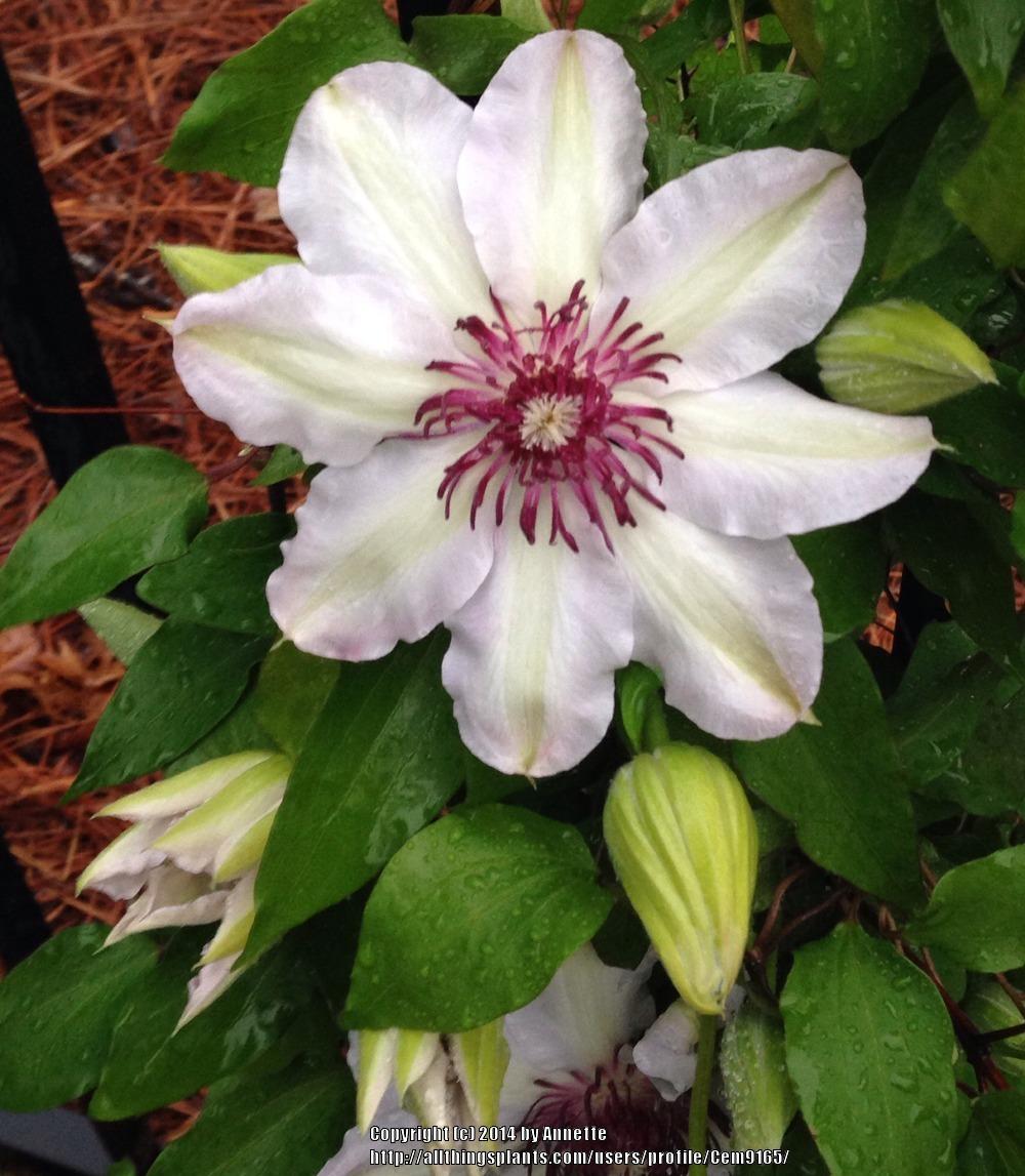 Photo of Clematis 'Otto Frobel' uploaded by Cem9165
