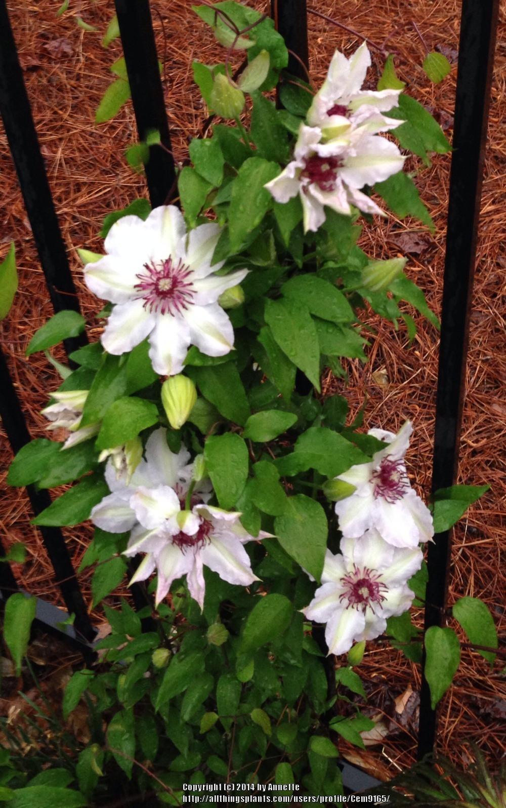 Photo of Clematis 'Otto Frobel' uploaded by Cem9165