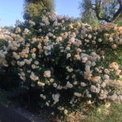 Location: Historic Rose Garden, Historic City Cemetery, Sacramento CA.
Date: 2014-04-18