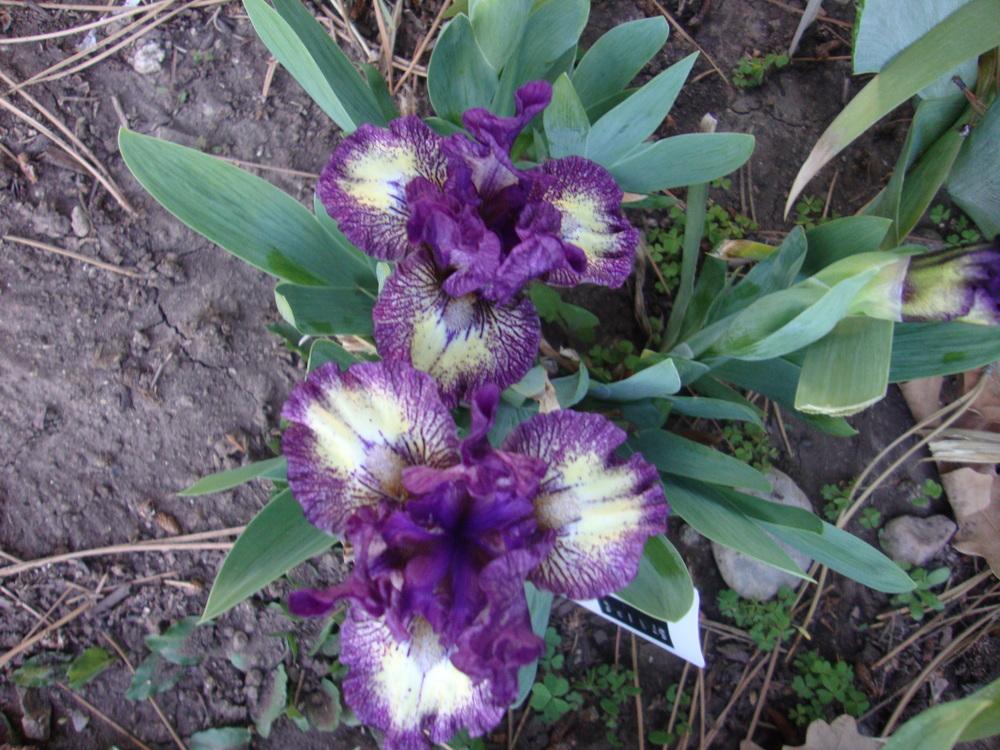 Photo of Miniature Dwarf Bearded Iris (Iris 'Stripe Three') uploaded by Paul2032