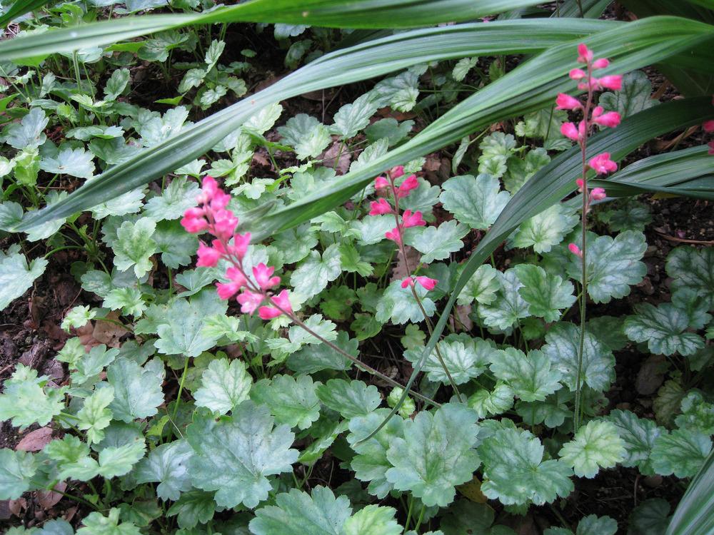 Photo of Coral Bells (Heuchera 'Strawberry Candy') uploaded by Polymerous