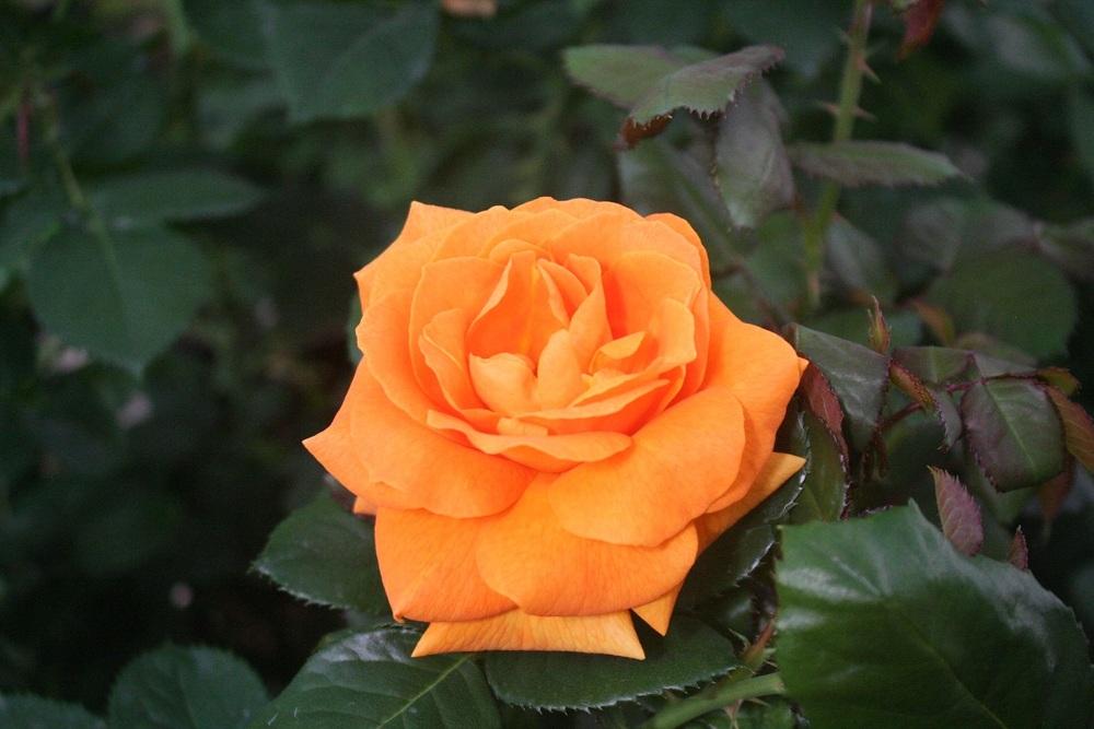 Photo of Rose (Rosa 'Vavoom') uploaded by Skiekitty