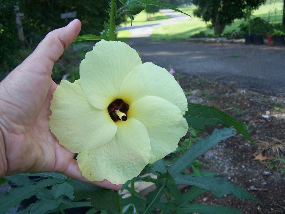 Photo of Sunset Hibiscus (Abelmoschus manihot) uploaded by chickhill