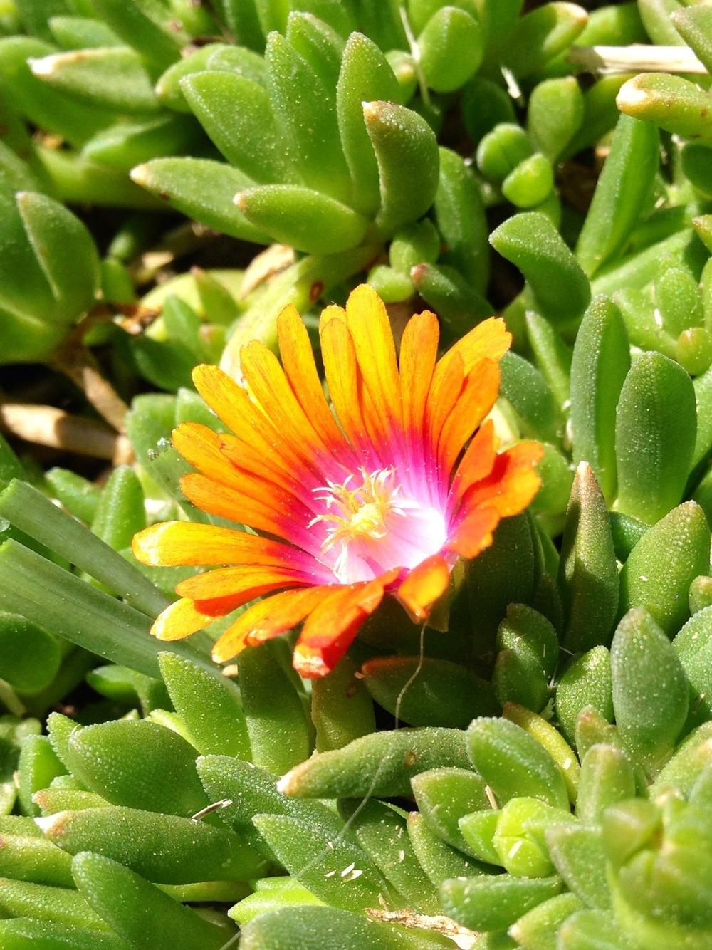 Photo of Ice Plant (Delosperma Fire Spinner™) uploaded by clintbrown
