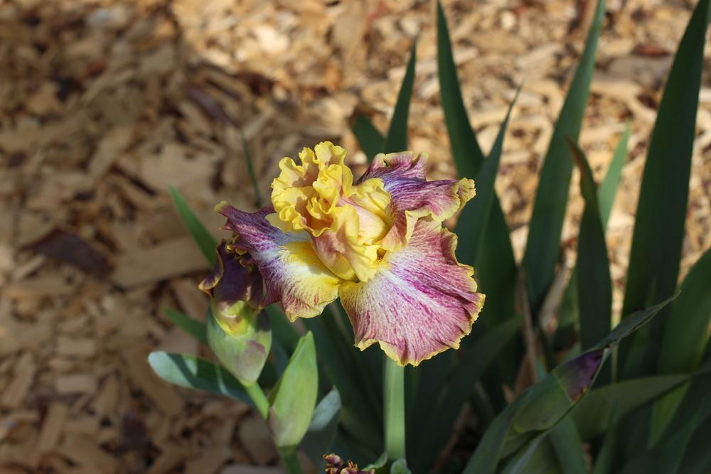 Photo of Tall Bearded Iris (Iris 'High Master') uploaded by dave