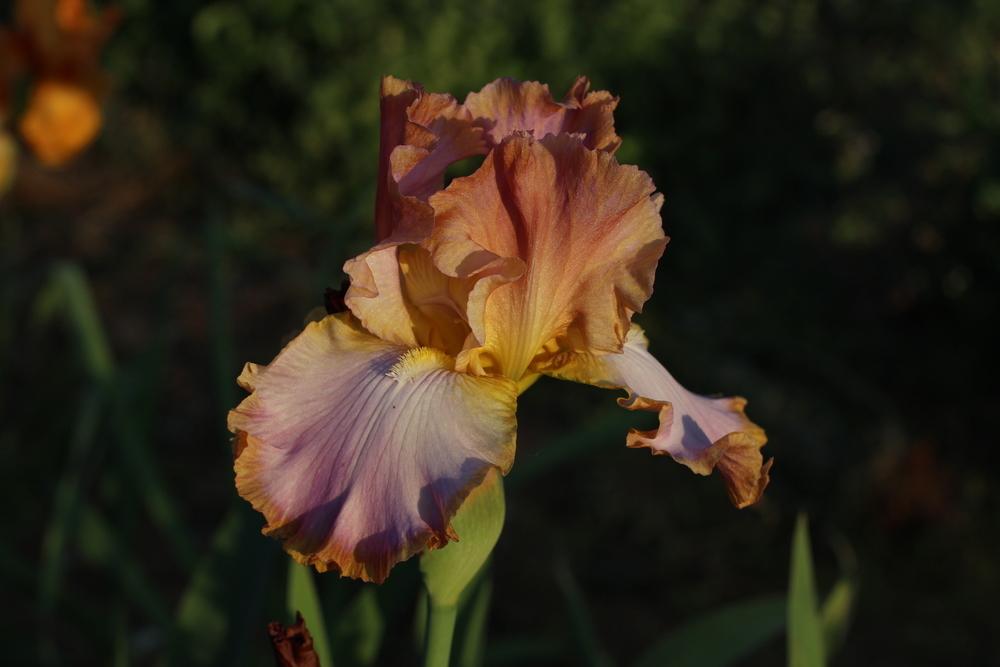 Photo of Tall Bearded Iris (Iris 'Afternoon Delight') uploaded by dave