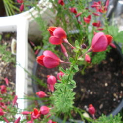 Location: Puyallup,Washington
Date: 2012-05-28
flowers are very pretty. never has produced seeds